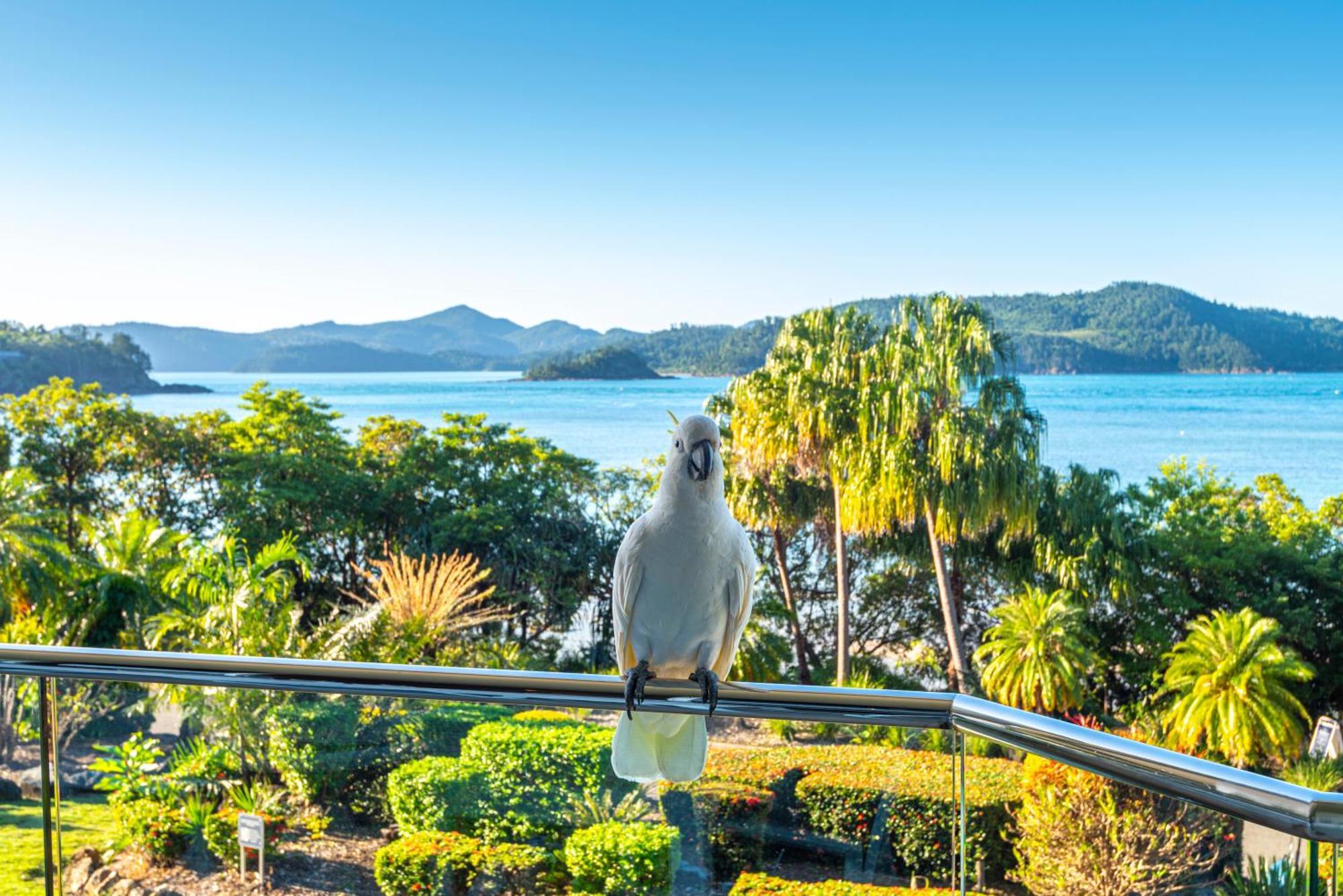 Beach Front Lagoon Lodge Apartments Hamilton Island Buitenkant foto
